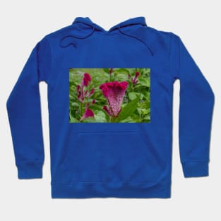 Pink-Purple Coxcomb Flower Hoodie